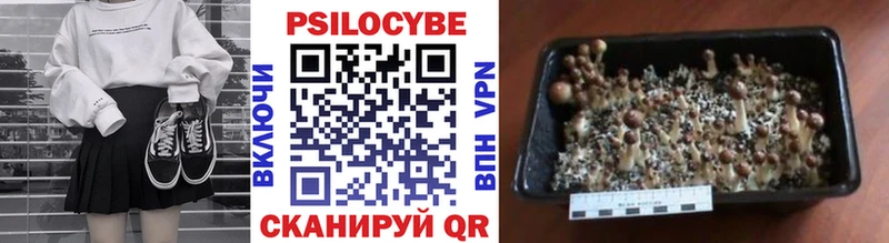 Псилоцибиновые грибы Cubensis Кедровый